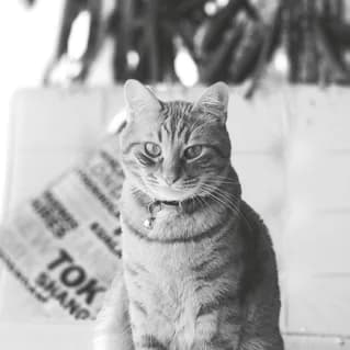 GARFİELD